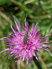 Oncotylus viridiflavus