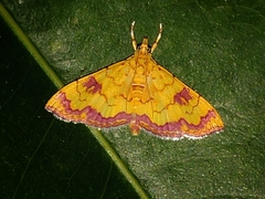 Isocentris filalis