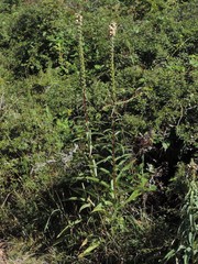 Digitalis ferruginea
