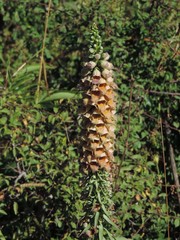 Digitalis ferruginea