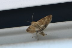 Heliothis nubigera