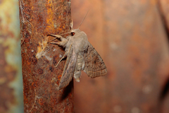Orthosia gracilis