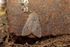 Orthosia gracilis