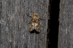 Acronicta geographica