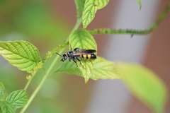 Dielis trifasciata