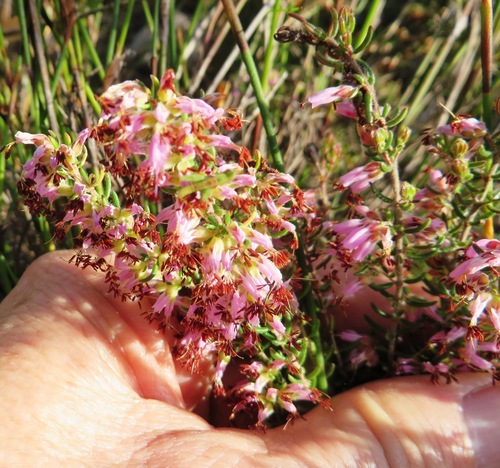 Image of Erica karwyderi by (c) linkie, some rights reserved (CC BY)