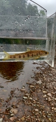 Salmo salar