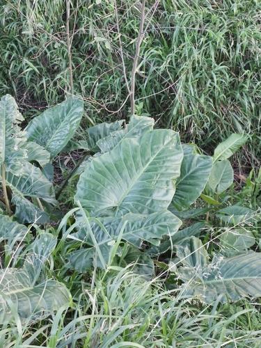 Alocasia macrorrhizos