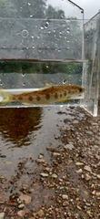 Salmo salar