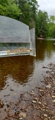 Salmo salar