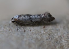 Swammerdamia pyrella