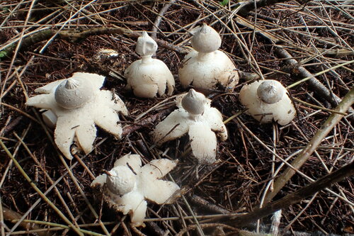 Geastrum, 2025-01-11