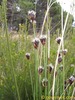 Black Bog-Rush - Photo (c) Exner Tamás, some rights reserved (CC BY-NC), uploaded by Exner Tamás