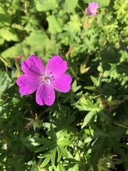 Geranium sanguineum