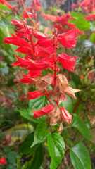 Salvia splendens