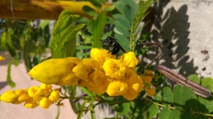 Xylocopa