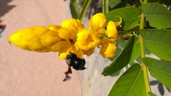 Xylocopa
