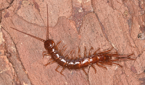 Lithobius punctulatus