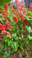 Salvia splendens