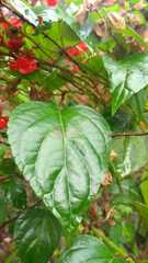 Salvia splendens