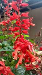 Salvia splendens