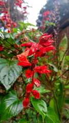 Salvia splendens