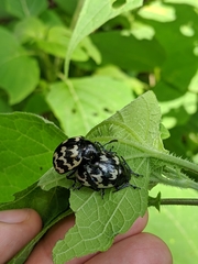 Leptinotarsa lacerata