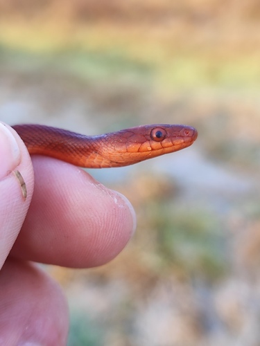 Persian Ratsnake