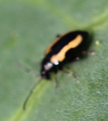 Phyllotreta striolata