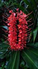 Hedychium coccineum