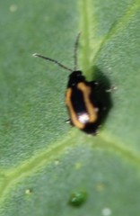 Phyllotreta striolata