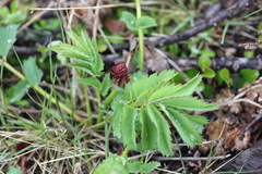 Sanguisorba tenuifolia
