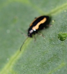 Phyllotreta striolata