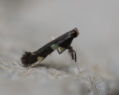 Caloptilia cornusella