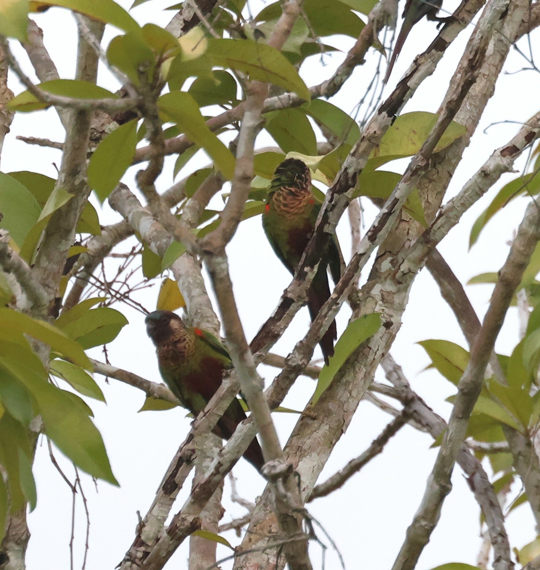 Subandean Parakeet illustration