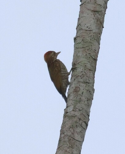Golden-collared Woodpecker (Veniliornis cassini), photo 7