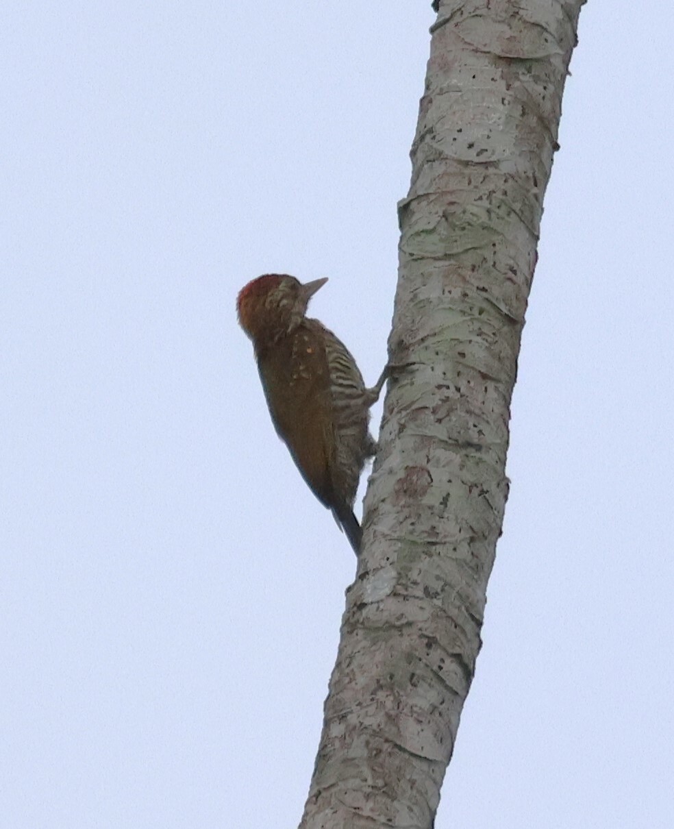 Golden-collared Woodpecker (Veniliornis cassini), photo 5