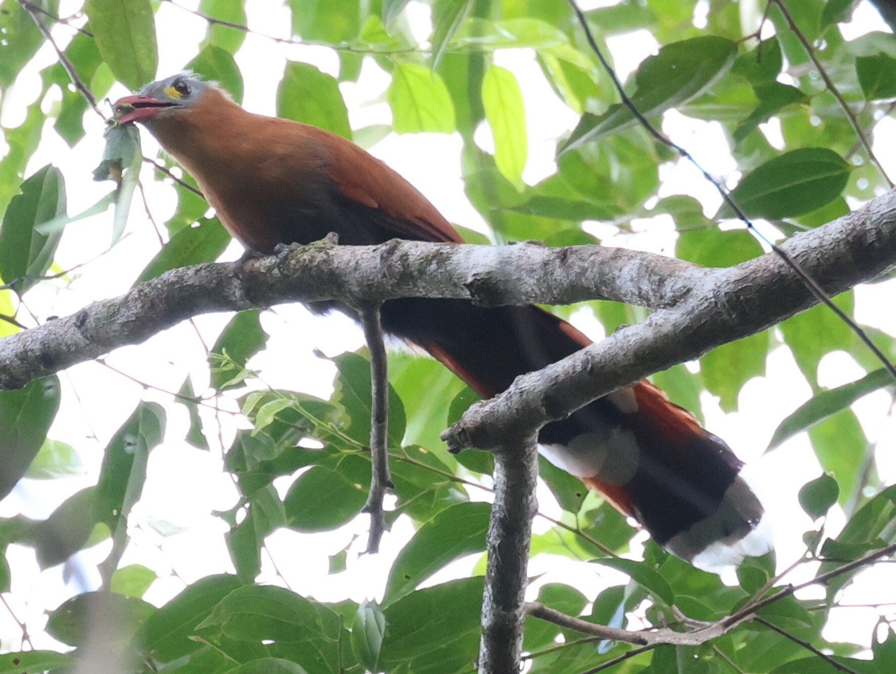 Black-bellied Cuckoo (Piaya melanogaster), photo 5