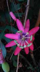 Passiflora kermesina