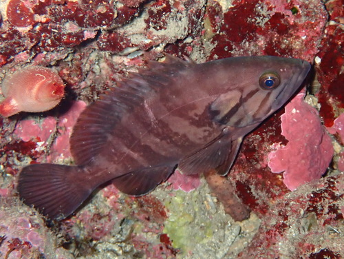 Dogtooth grouper (Epinephelus caninus) — Serranidae — 5
