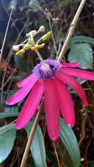 Passiflora kermesina