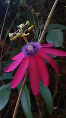 Passiflora kermesina