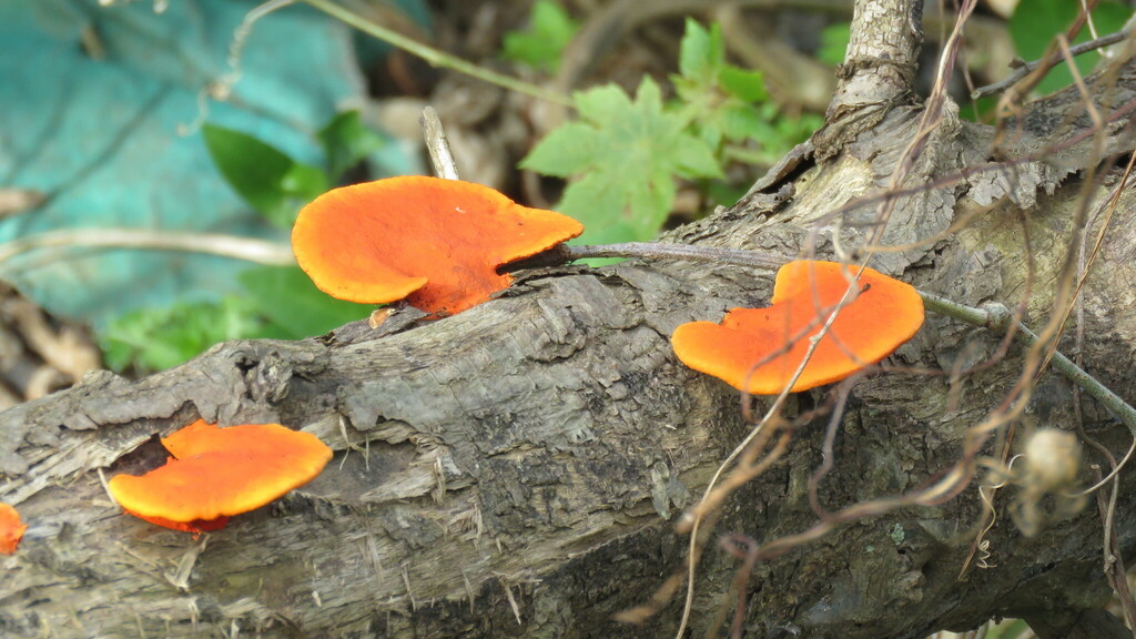Trametes sanguinea · July 2017 · photo: © demianlescano (iNaturalist, cc0)