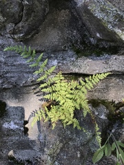 Cystopteris tennesseensis