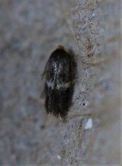 Nepticuloidea