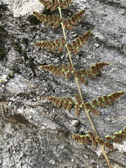 Cystopteris tennesseensis