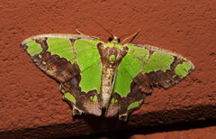 Agathia arcuata