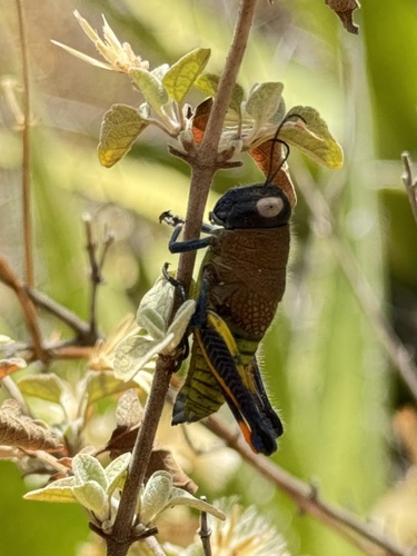 Perixerus squamipennis