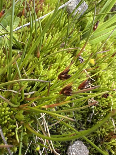 Image of Carex vallis by (c) Matt Berger, some rights reserved (CC BY)