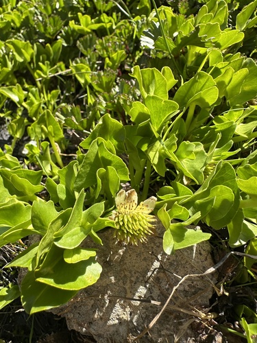 Image of Caltha sagittata by (c) Matt Berger, some rights reserved (CC BY)